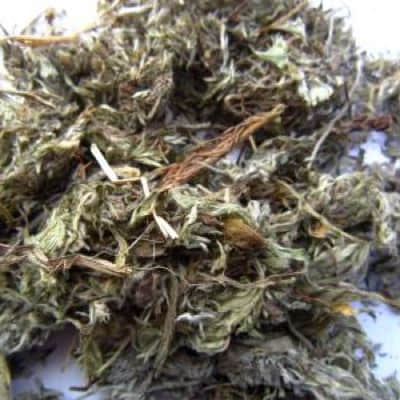 茵陈